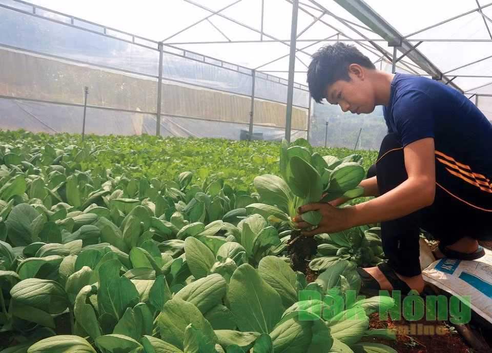 Cat bang dai hoc, bo viec luong kha, di xa trong rau, thu 1 trieu/ngay