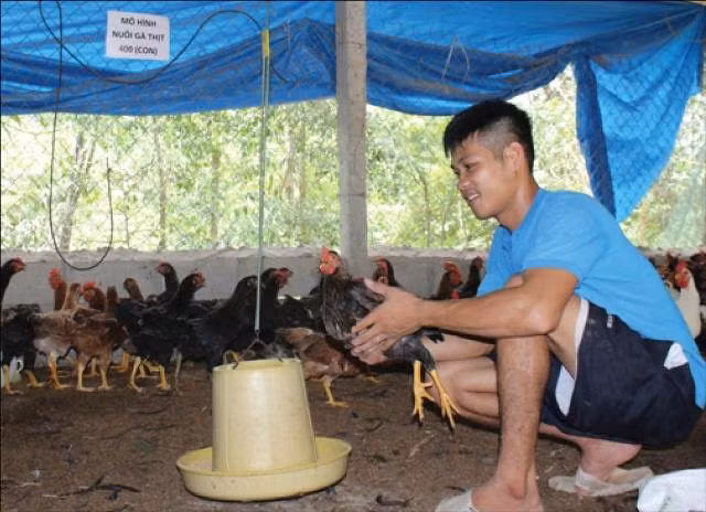 Chang cuu quan nhan nho nuoi ga ma cuoi duoc co sinh vien