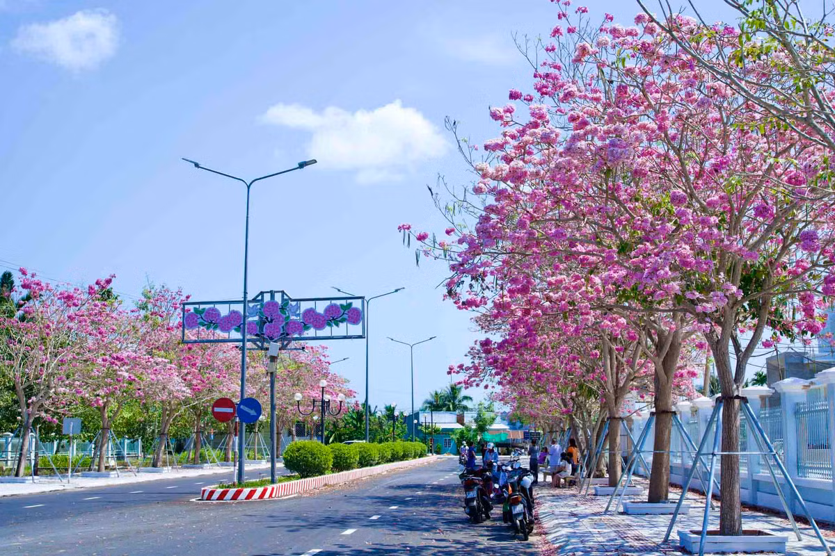 Những năm gần đây, mỗi khi hoa kèn hồng bung nở khoe sắc giữa cái nắng chói chang của miền Tây, nhiều bạn trẻ trong và ngoài tỉnh Sóc Trăng lại tìm đến để ngắm hoa, chụp ảnh kỷ niệm.