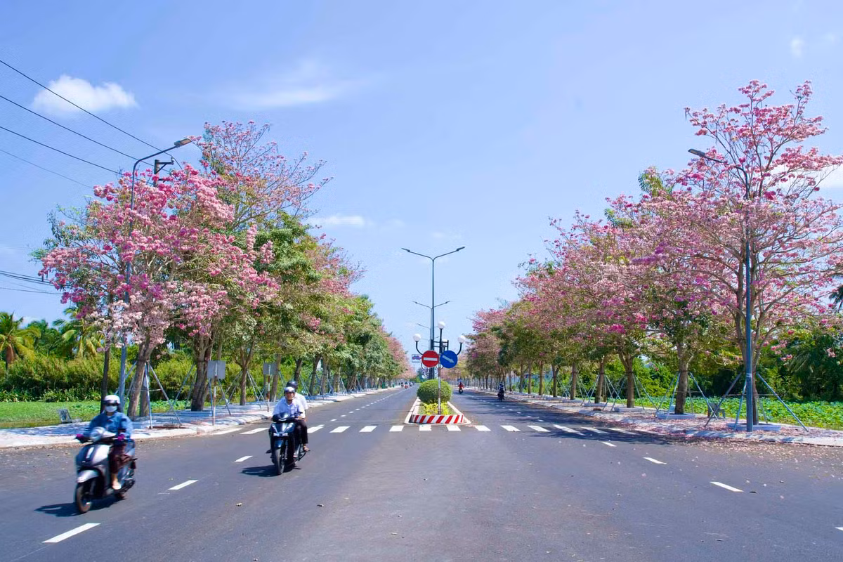 Hoa nở phủ một màu hồng hút mắt.