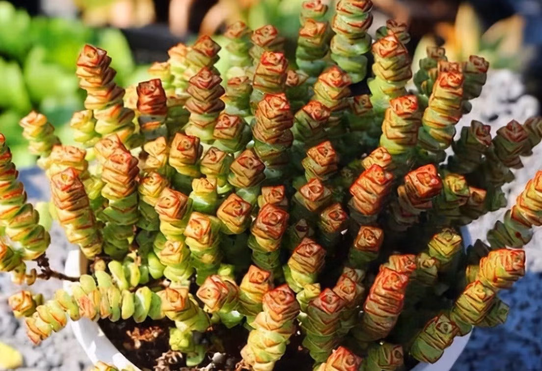 Đầu năm trồng 7 cây này, gia đình cả năm phát tài thịnh vượng - Hình 3 Dau nam trong 7 cay nay, gia dinh ca nam phat tai thinh vuong-Hinh-3