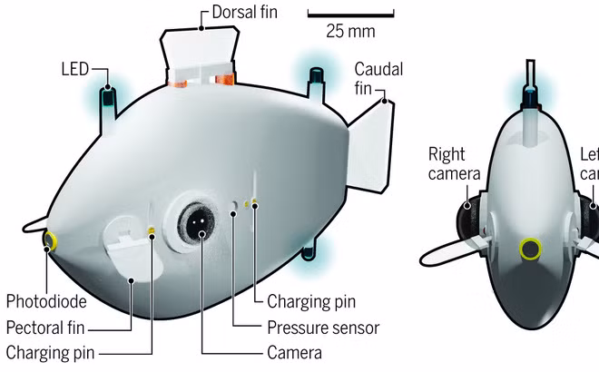 Trong một cuộc thử nghiệm, ông Berlinger mô tả những con cá robot được thả khắp bể nước để tìm kiếm nguồn sáng. Khi một con phát hiện ra ánh sáng, đèn LED gắn trên thân nó sẽ nhấp nháy, phát tín hiệu đến các con cá khác trong đàn để cùng tụ tập quanh ánh sáng đó.