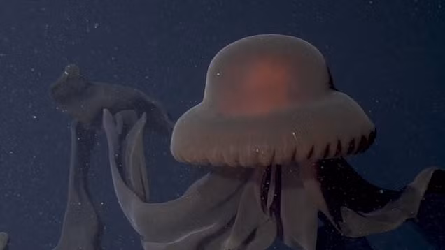 Nhóm chuyên gia của Viện nghiên cứu Thủy cung Vịnh Monterey (MBARI), ở California khi đang lái một phương tiện dưới nước từ xa (ROV) vào đầu tháng 12 thì họ phát hiện ra kẻ săn mồi dưới nước.