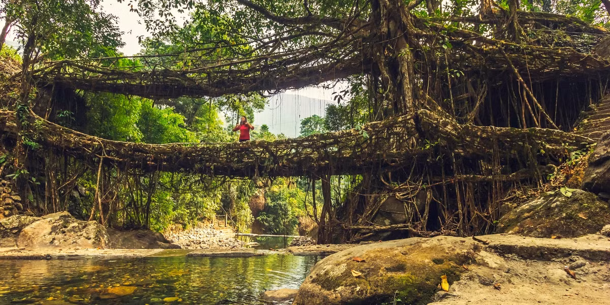 Để làm những cây cầu này, đầu tiên người dân sẽ sử dụng tre làm khung. Sau đó, họ bện các rễ phụ của cây cao su lên, các rễ cây này sẽ tự phát triển theo khung tre đó.