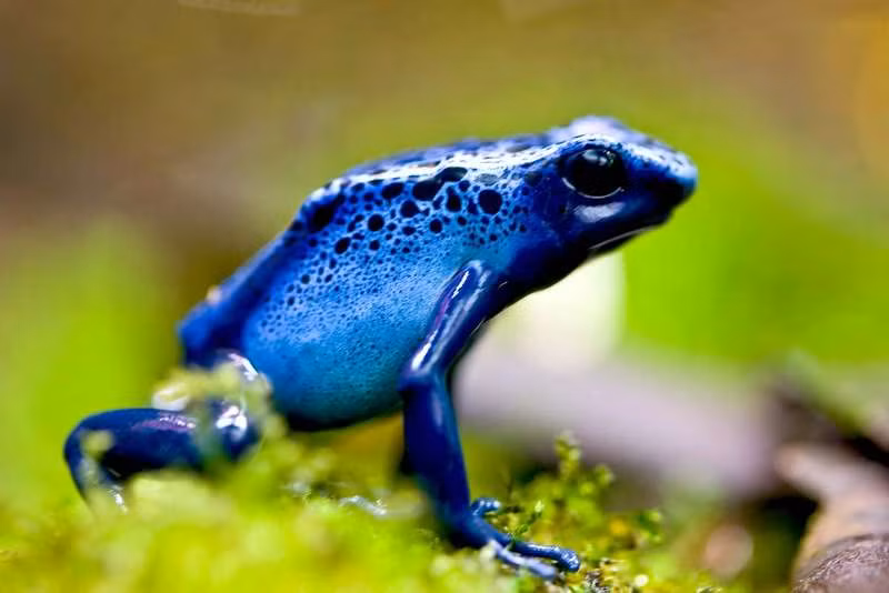 Lấy ví dụ từ một loài ếch độc tên là Dendrobates tinctorius azureus mang một chất độc gọi là epibatidine. Ở đây, chúng đã tự sản sinh bắt chước một chất hóa học truyền tín hiệu có lợi gọi là acetylcholine.