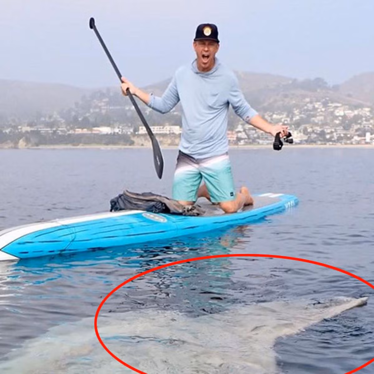 Nói với trang 9News.com.au, Rich German cho biết đây là con cá Mặt trời, còn được gọi là Mola Mola, nó trông rất khủng.