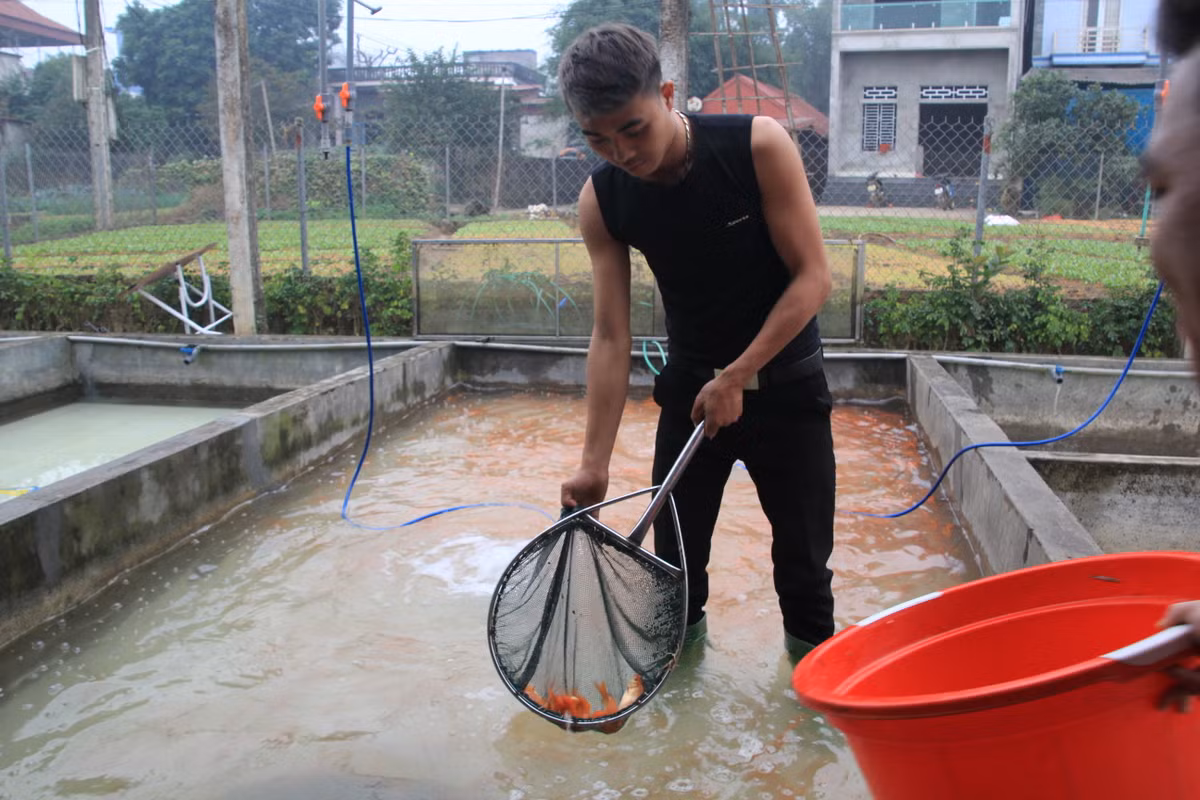 Cá được cân để chuẩn bị đưa lên ô tô cho thương lái 