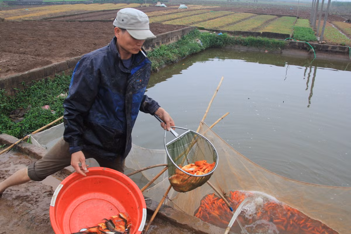 Những năm gần đây, tên loại cá này được nhiều người biết đến và hiện tại nghề nuôi cá đỏ đã trở thành một sản phẩm chính được chú trọng phát triển kinh tế của xã Tuy Lộc.