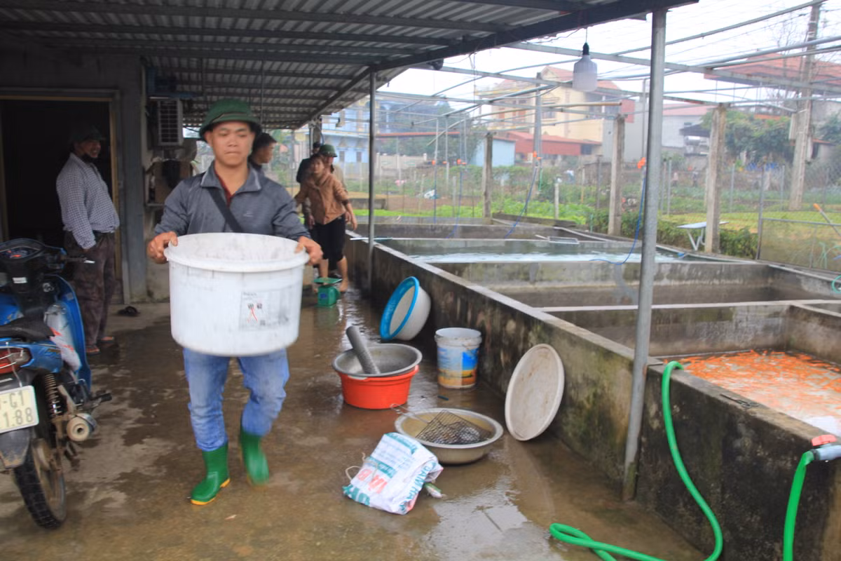 Theo người dân làng Thuỷ Trầm, giá giao thương lái 55-60 nghìn đồng/kg.