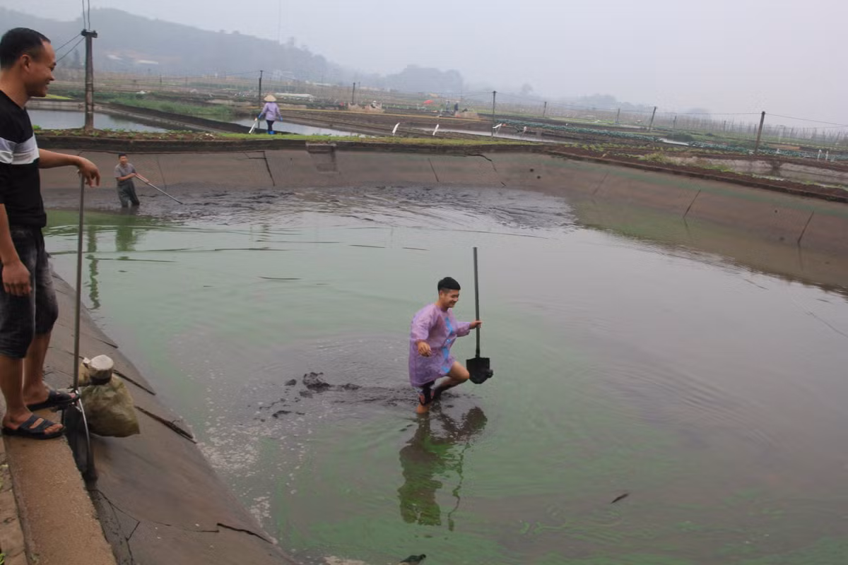 Hiện tại diện tích nuôi cá ở làng Thủy Trầm khoảng 40 ha, tăng 1ha so với năm trước đó.