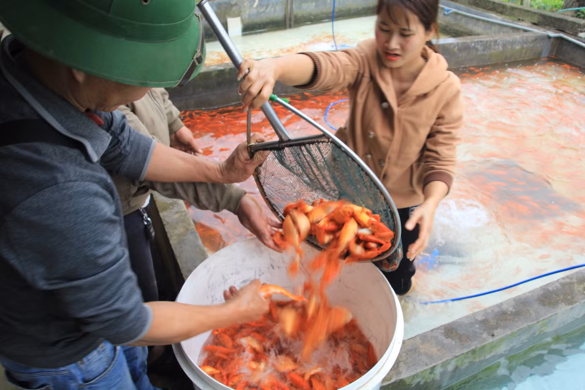 Làng Thủy Trầm, xã Tuy Lộc, Cẩm Khê, Phú Thọ được biết đến với thương hiệu cá chép đỏ Thủy Trầm nổi tiếng khắp cả nước.