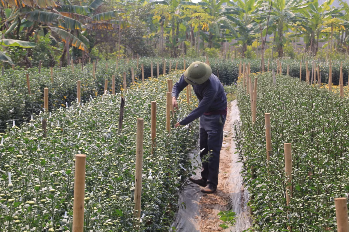 Những năm gần đây, nhiều gia đình ở làng hoa Tân Phương giàu lên nhờ trồng hoa cây cảnh.