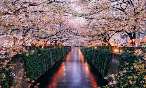 Hoa anh đào nở rực rỡ dọc hai bờ sông Meguro ở thành phố Tokyo, Nhật Bản. 