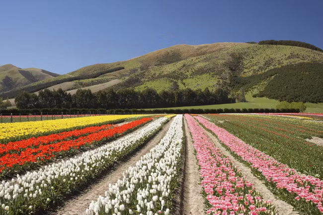Những luống hoa tulip khoe sắc sặc sỡ dưới ánh nắng mùa xuân ở Tapanui, West Otago, New Zealand.