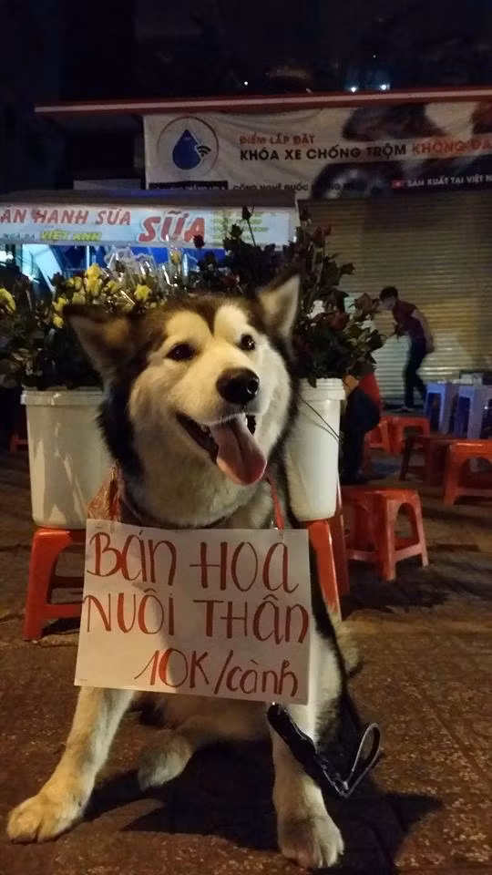 Chu cho theo chu di 