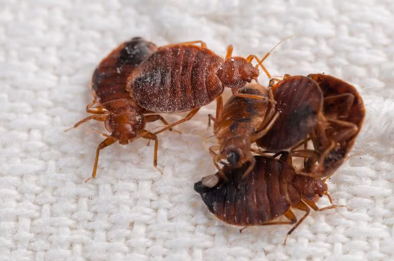 Loài côn trùng hút máu người này có thân màu nâu đỏ, hình bầu dục dài từ 3 - 5mm, thường sống tại sống tại những nơi khó thấy như trong mền, gối, trong nệm, chiếu, giường, ghế nệm, khe giường, khe tủ, kẽ hở sàn gỗ, thậm chí là ẩn nấp cả ở trong quần áo…