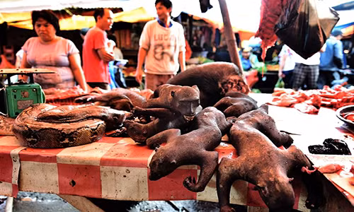 Người dân ngang nhiên bày bán thịt khỉ cùng một số loài vật khác như thịt trăn, dơi, chuột hay thịt chó,...