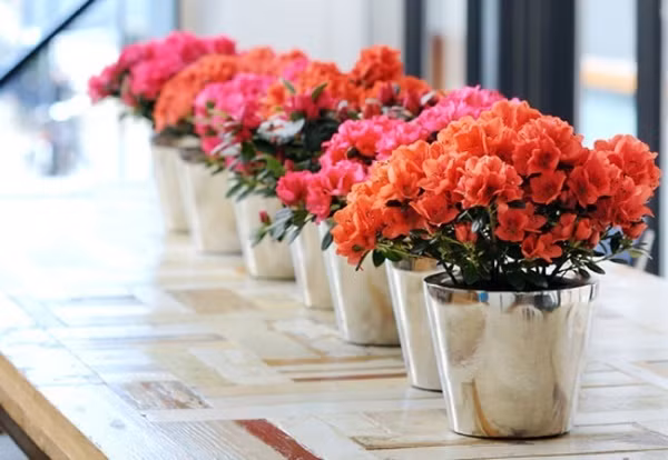 Đỗ quyên với những chậu bé xinh đủ để bạn đặt ở khung cửa sổ, bàn ăn hay bất kỳ góc nhỏ nào có nhiều ánh sáng, mang đến vẻ đẹp tươi vui và cuốn hút cho không gian ngày Tết.