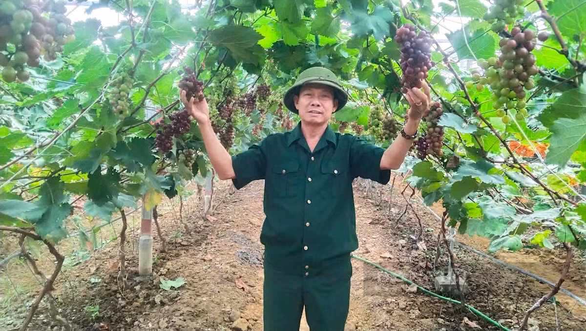 Bất ngờ khi trồng thử nho hạ đen đạt trái to nặng trĩu cành - Hình 5 Bat ngo khi trong thu nho ha den dat trai to nang triu canh-Hinh-5