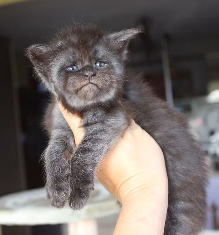 Tuy vậy, có những lúc, Valkyrie rất đáng yêu, đúng với độ tuổi non nớt. của mình.