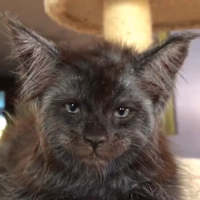 Theo thông tin đăng tải, chú mèo đặc biệt có tên Valkyrie thuộc giống mèo Maine Coon, hay còn gọi là mèo lông dài Mỹ, là giống mèo tự nhiên cổ xưa nhất ở Bắc Mỹ.