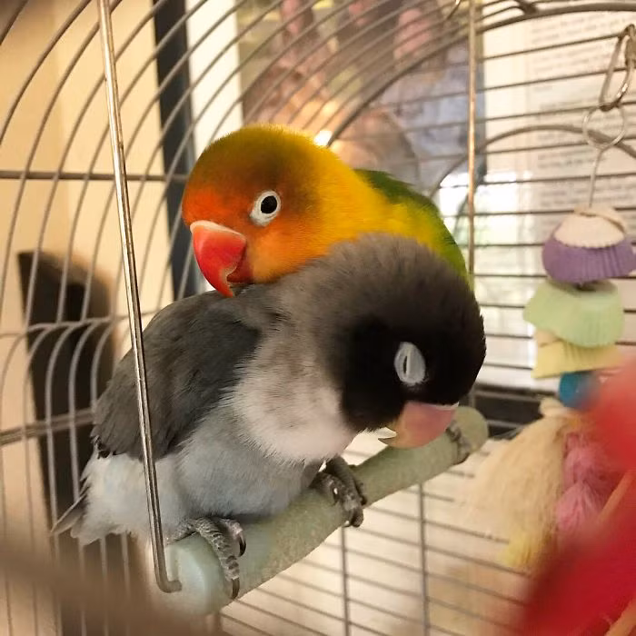 Kiwi luôn quan tâm, chăm sóc cho bạn gái mình và sẵn sàng làm mọi việc để bạn gái mình được thoải mái, vui vẻ nhất.