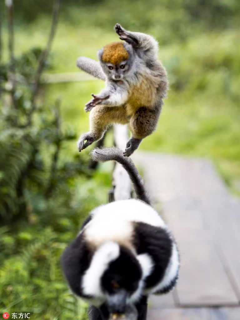 Một con vượn cáo ở Trung Quốc tung mình lên không trung, thực hiện màn kungfu vô cùng lôi cuốn. Trông nó hệt như một bậc thầy võ thuật trong vương quốc động vật.
