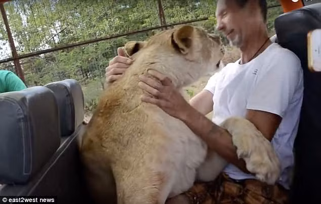 Sư tử cái nhảy xe du khách và ôm hôn gây bất ngờ - Hình 2 Su tu cai nhay xe du khach va om hon gay bat ngo-Hinh-2
