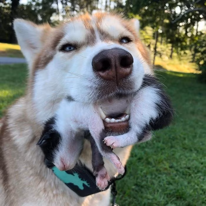 Khoảng 2 năm trước, cô chó husky Banner và chủ nhân của mình đã tìm thấy con mèo cơ nhỡ đầu tiên trong một mương nước. Đó là một trong 10 chú mèo mà hiện tại cô Whitney đang nuôi nấng.