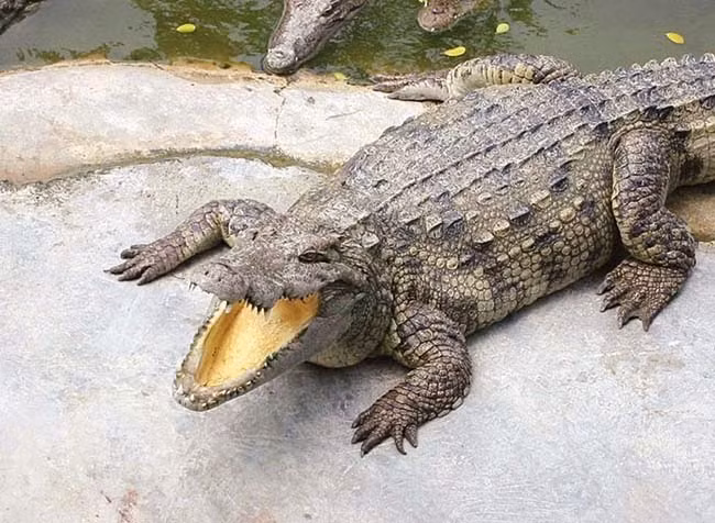 Phải mất 4 tiếng nướng trên than củi thì thịt cá sấu mới chín đều và có thể thưởng thức. Ảnh: Blogspot.