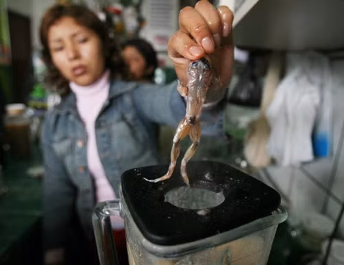 Sinh tố ếch tươi (Peru): Đây là một món đồ uống tươi sống đến từ đất nước Peru. Những chú ếch sống bị lột da và xay cùng 20 loại nguyên liệu khác nhau trong máy xay sinh tố.