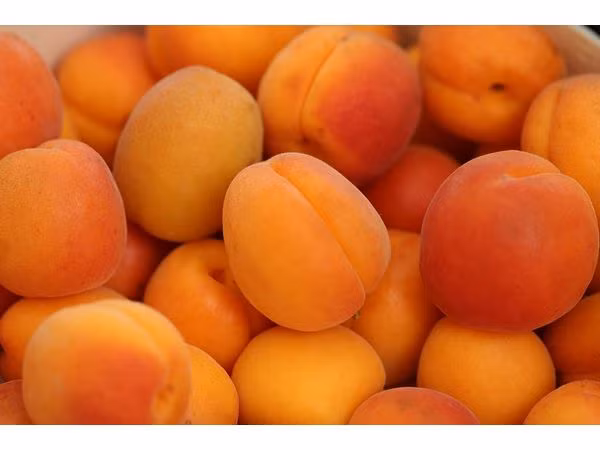 Giảm táo bón: Quả mơ có nhiều chất xơ và rất tốt cho hoạt động của ruột. Những người bị táo bón được khuyên ăn trái mơ vì tính chất nhuận tràng của nó. Hàm lượng chất xơ trong quả mơ kích thích các chất lỏng dạ dày và tiêu hóa giúp hấp thụ các chất dinh dưỡng và phá vỡ thực phẩm, làm cho việc xử lý dễ dàng hơn.