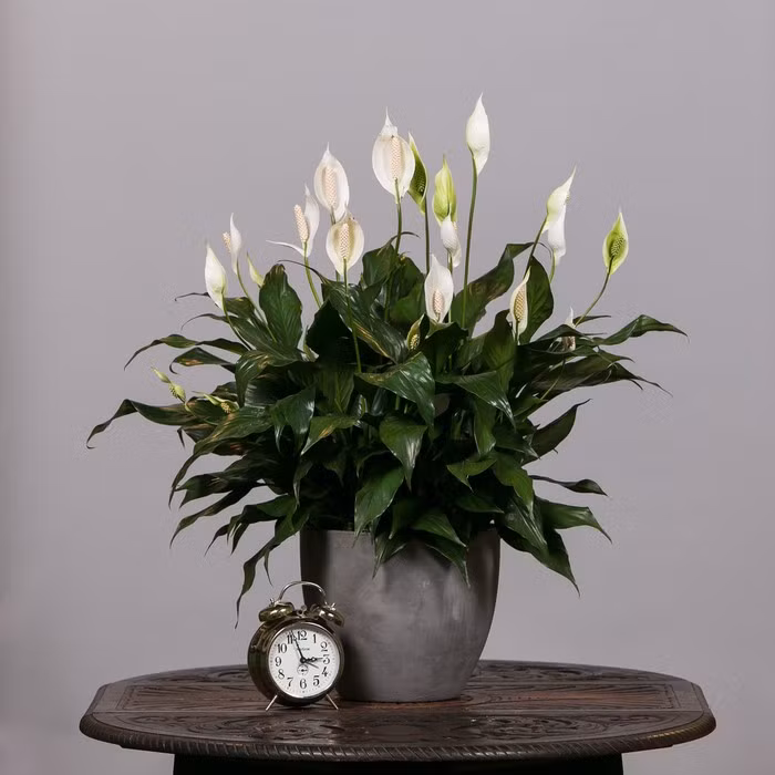 Hoa lan ý (Peace Lily) là loài thực vật có nguồn gốc tự nhiên ở Đông Nam Á và nhiều vùng nhiệt đới ở châu Mỹ. Cây có khả năng thấm hút các chất ô nhiễm tuyệt vời. Lan ý có thể loại bỏ các chất sau trong không khí: amoniăc, benzen, formaldehyde, TCE, xylene.