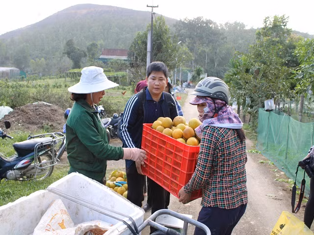 Rung cam 100 ty vang ruc, nong dan “gam hang” cho ban Tet-Hinh-7