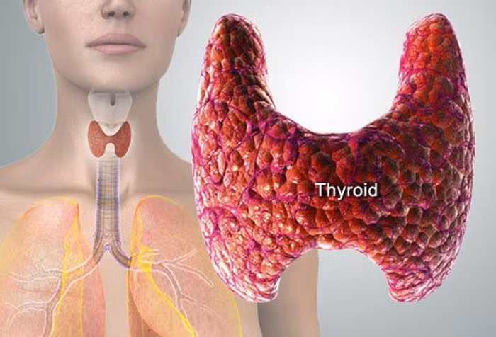 Tuyến giáp nằm ở vùng cổ, chi phối sự tăng trưởng, phát triển, trao đổi chất và các chức năng khác. Cắt bỏ toàn bộ tuyến giáp không ảnh hưởng nhiều đến sức khỏe của bạn.