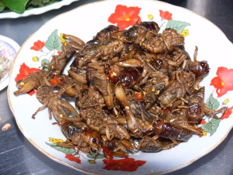 Một số trường hợp ngộ độc xảy ra khi ăn nhộng ve thường do sử dụng ve đào dưới đất đã chết và có hình dạng khác thường như cây nấm (do nhiễm nấm độc ký sinh).