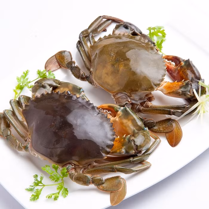Nguy hiểm những bộ phận hải sản có thể chứa độc tố không nên ăn - Hình 2 Nguy hiem nhung bo phan hai san co the chua doc to khong nen an-Hinh-2
