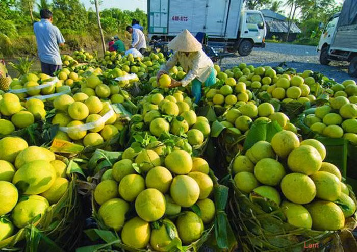Bưởi Năm Roi Bình Minh: Bưởi Năm Roi có dạng giống quả lê hoặc hơi tròn, vỏ ngoài dày và có màu xanh hơi vàng. Khi chín, bưởi có màu vàng, trên vỏ nổi nhiều tuyến dầu. Múi bưởi Năm Roi lớn, mọng nước màu vàng nhạt, có hương vị ngọt thanh rất dễ chịu.