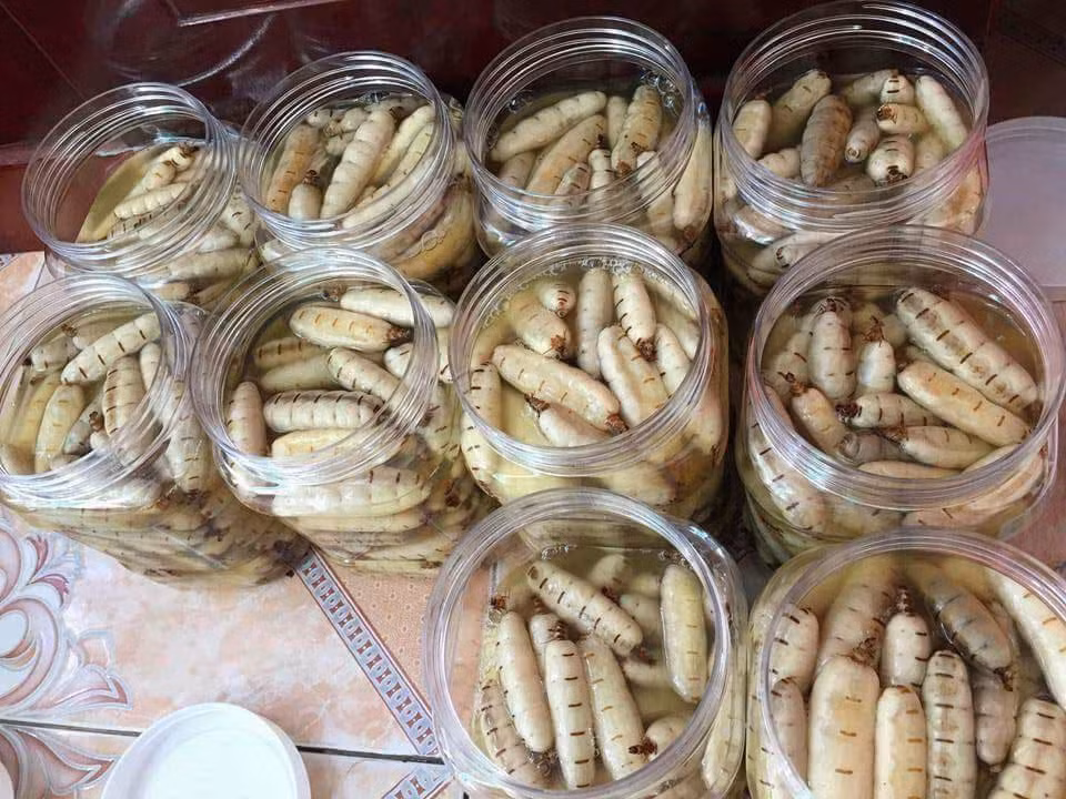 Mối chúa là loại côn trùng có màu trắng đục, to bằng ngón tay cái, dài khoảng 30-35mm, đầu nhỏ, bụng to, nhìn trông giống như một con sâu đất “khủng”. Ấy vậy, loại côn trùng này rất đắt khách mỗi khi đến mùa, được chị em, quý ông săn lùng, trở thành mặt hàng hiếm trên thị trường bởi không phải lúc nào cũng có. Ảnh: Vietnamnet.