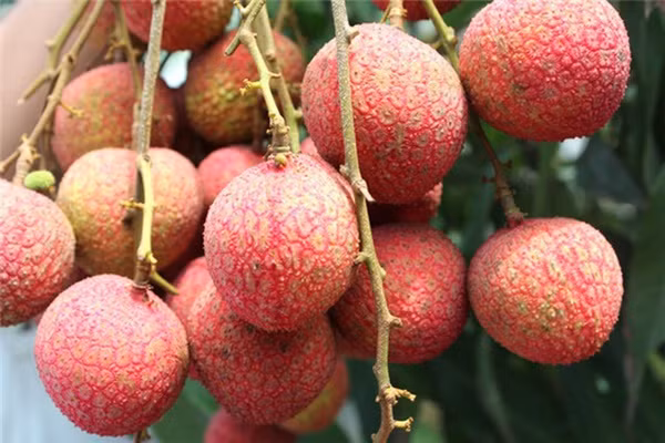 Những gì bạn cần làm: Nghiền nhuyễn vải thành hỗn hợp sền sệt; Nhúng cục bông vào hỗn hợp và thấm đều lên gương mặt bạn hoặc bôi lên vùng da thâm nám.