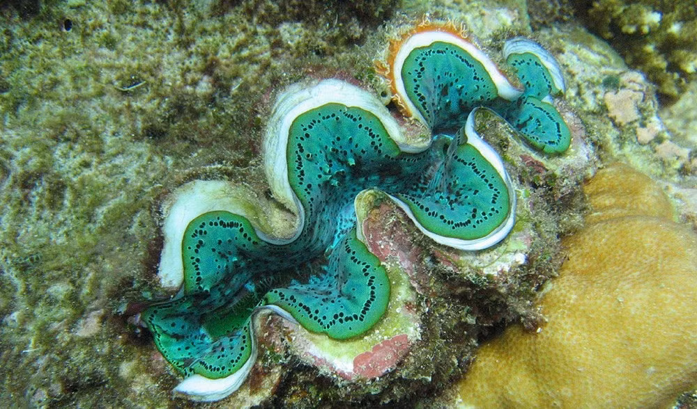 Sò tai tượng có tên khoa học tridacna gigas, là loài sò lớn nhất trên thế giới. Nó sống trên các rạn san hô và có thể đạt đến kích thước 1,3 mét, nặng 250 kg, tuổi thọ có thể lên tới hơn 100 năm.