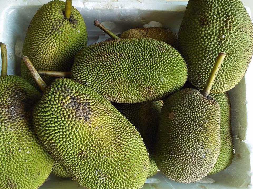 Khác với những loại trái cây khác, mít tố nữ chín cây thường không ngon, nên nhà vườn có kinh nghiệm thường hái mít tố nữ già đem rửa sạch mủ rồi ngâm nước, sau đó vớt ra ủ 2 đêm trái mít chín thơm lừng mà vỏ vẫn xanh um. Ảnh: Internet.