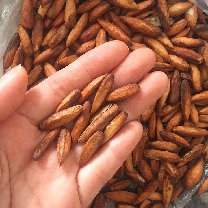 Có thể nói, mứt hạt bàng là món quà đặc sản mang đậm dấu ấn Côn Đảo mà rất nhiều du khách khi đến nơi này đều mua một ít về làm quà. Ảnh: Internet.