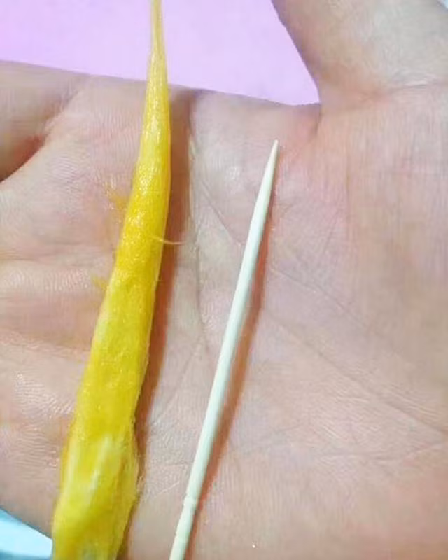 Hạt xoài trông bé xíu như que tăm.