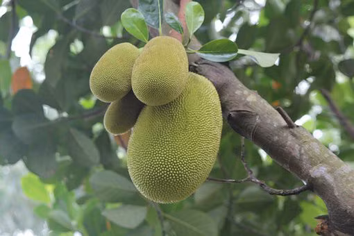 Mít non xào tôm, mực chế biến đơn giản, lạ mà ngon, thơm mùi mít và vị ngọt của tôm và mực. Nguyên liệu: 300g mít non 200g mực cơm 50g hành tây, tỏi, hành lá, húng quế. Gia vị: 1/2 muỗng cà phê bột nghệ, 1/2 muỗng canh nước mắm, 1/2 muỗng cà phê đường, một muỗng cà phê hạt nêm, 1/2 muỗng cà phê tiêu, một muỗng canh dầu ăn.