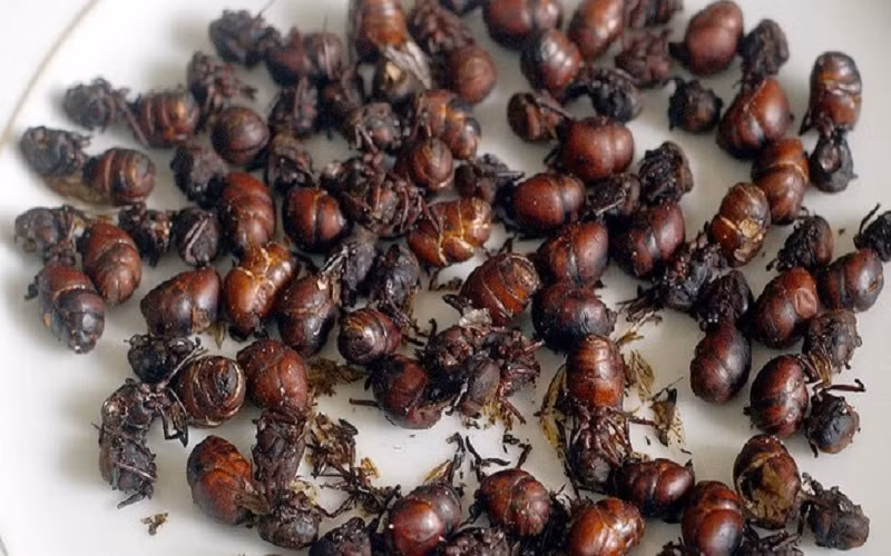 Kiến mông to (Hormigas Culonas) là món đặc sản kỳ lạ được sử dụng phổ biến ở đất nước Colombia. Món ăn này là một thực phẩm bổ dưỡng, với hương vị độc đáo rất được lòng các tín đồ sành ăn tại đất nước này.