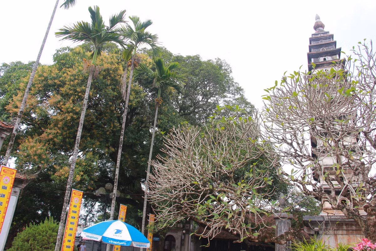Tại nơi đây có 2 cây muỗm đã được công nhận là cây Di sản Việt Nam. 