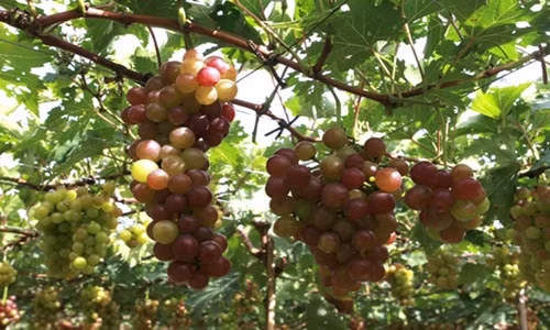 Nhung doi tuong cam ky an nho neu khong muon gap bac si