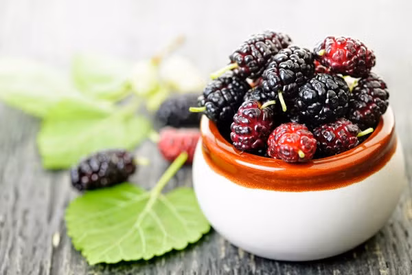 Dâu tằm chữa yếu sinh lý: Quả dâu chín đem ngâm rượu là bài thuốc được các đấng mày râu sử dụng để cải thiện chức năng sinh lý. Ảnh: Kumnong Việt Nam. 