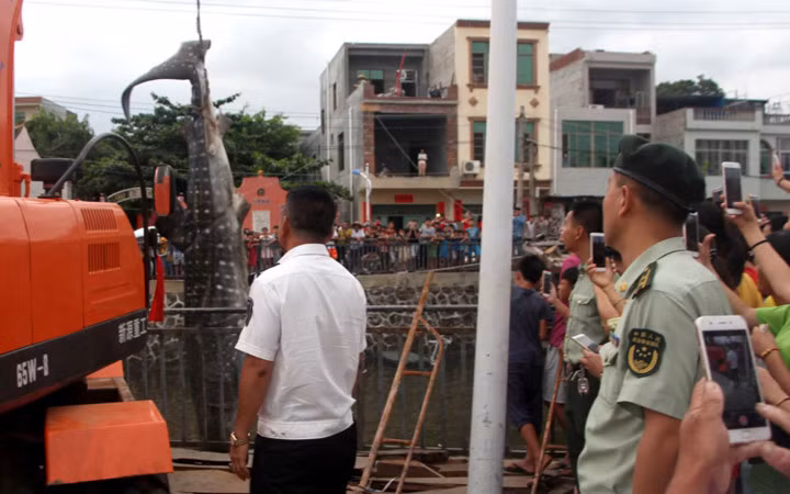 Sinh vật biển khổng lồ này được xác định là cá mập voi.